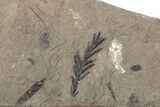 Metasequoia Fossil Plate - McAbee Fossil Beds, BC #221150-1